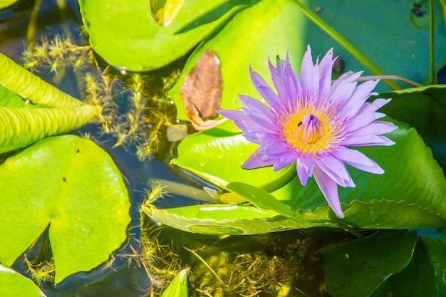 Close-up di un giglio d'acqua di loto nello stagno
