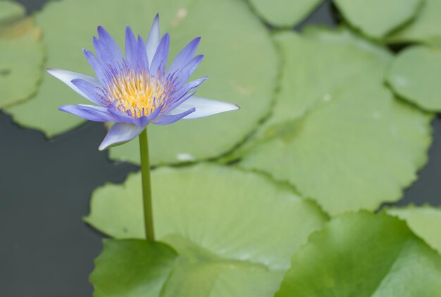 Close-up di un giglio d'acqua di loto viola nello stagno