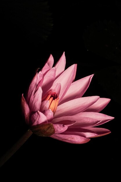 Close-up di un giglio d'acqua rosa nel lago