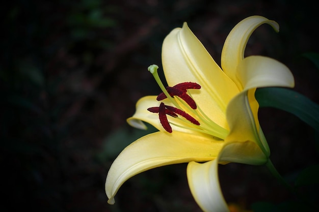 Close-up di un giglio giallo in fiore all'aperto