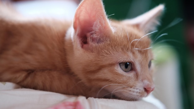 Close-up di un giovane gatto rosso sul letto