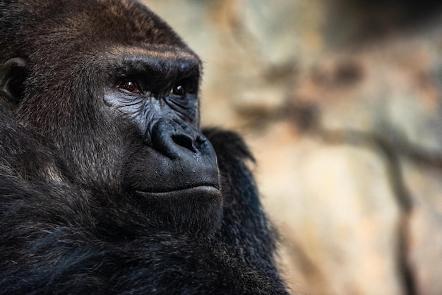 Close-up di un gorilla che guarda da un'altra parte