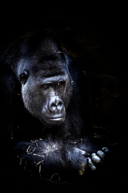 Close-up di un gorilla nello zoo