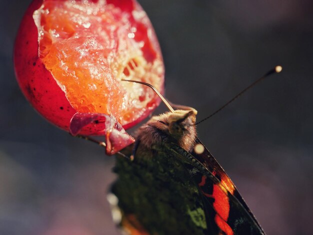 Close-up di un granchio su una foglia rossa