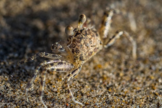 Close-up di un granchio sulla sabbia