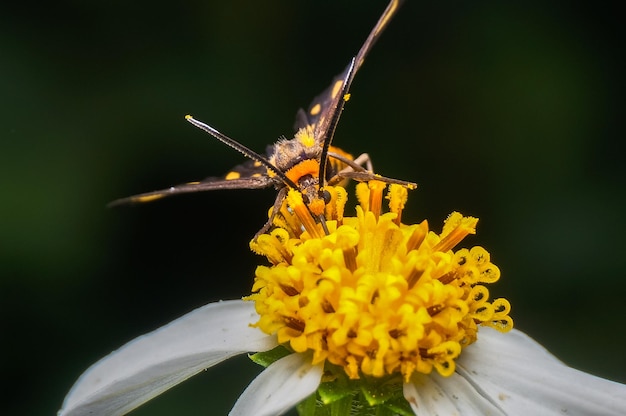 Close-up di un insetto che impollina un fiore