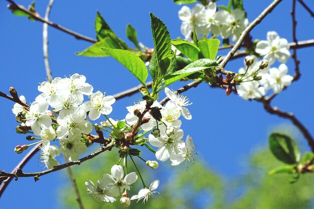 Close-up di un insetto sui fiori di ciliegio contro il cielo blu