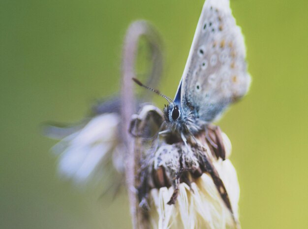 Close-up di un insetto sul fiore contro uno sfondo sfocato