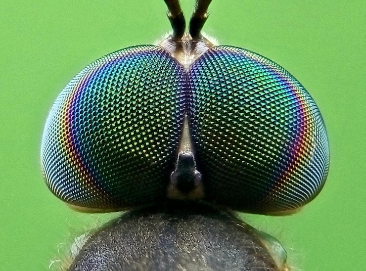 Foto close-up di un insetto sullo sfondo verde