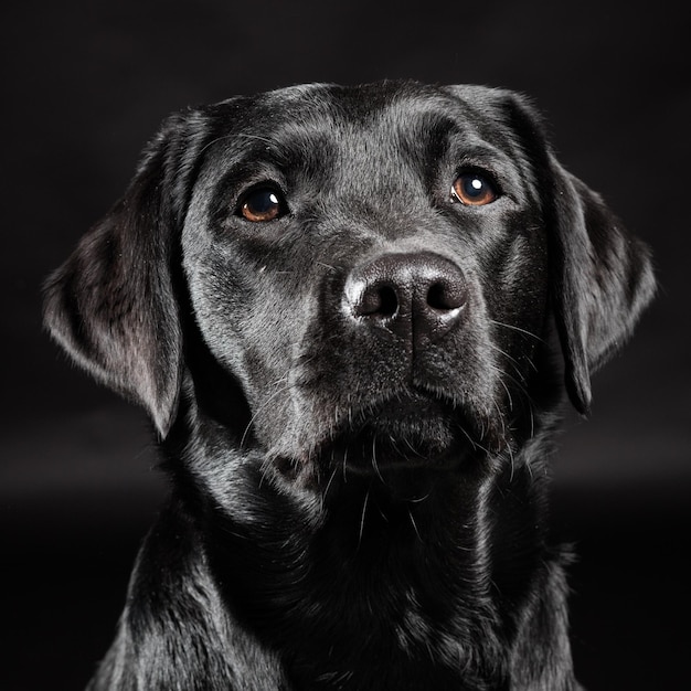 Close-up di un labrador nero a casa