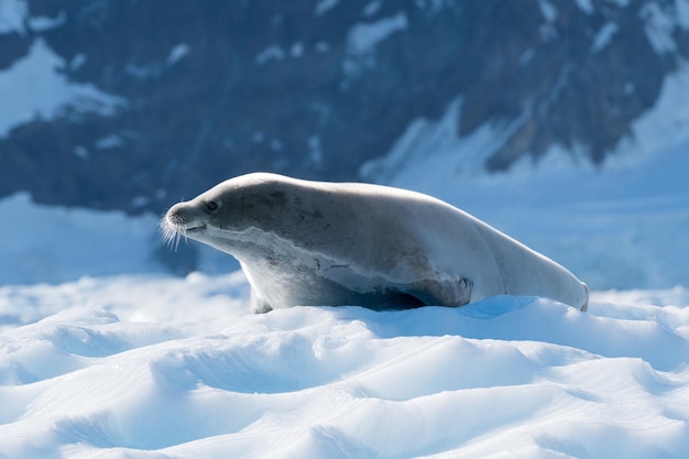 Close-up di un leone marino sulla neve
