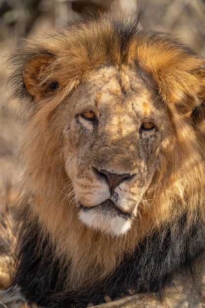 Close-up di un leone maschio sdraiato con la testa sollevata