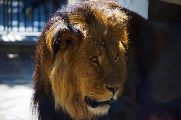 Close-up di un leone nello zoo