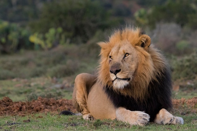 Close-up di un leone sdraiato sul campo