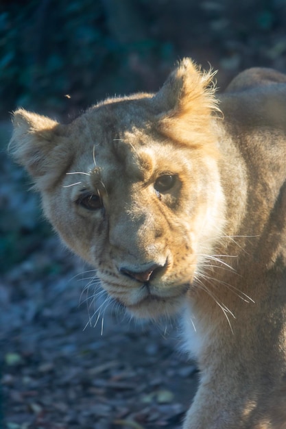 Close-up di un leone