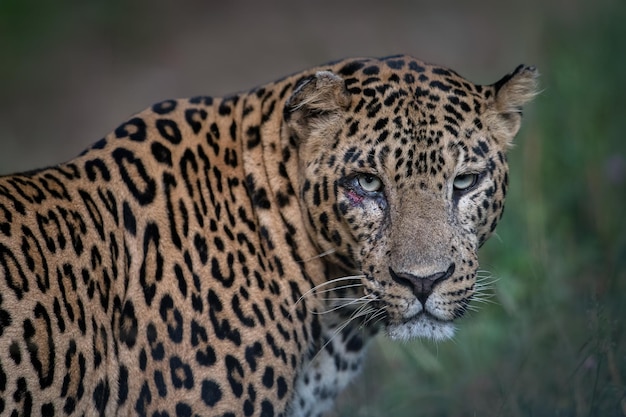 Close-up di un leopardo sul campo