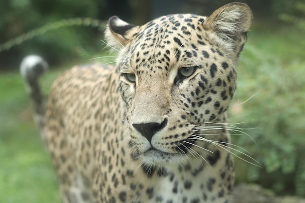 Close-up di un leopardo