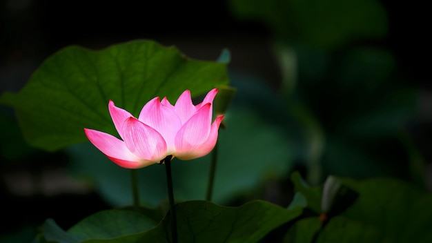 Close-up di un loto rosa in fiore sul campo