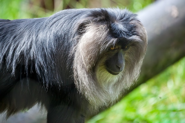 Close up di un macaco dalla coda di leone (Macaca silenus)