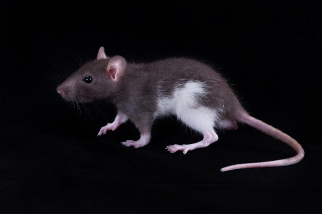 Close-up di un mignolo di ratto bambino su uno sfondo nero