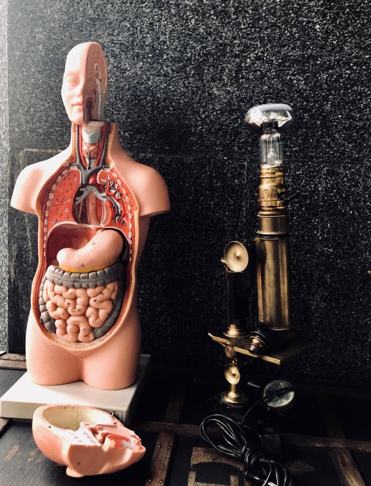 Foto close-up di un modello anatomico da parte di una macchina