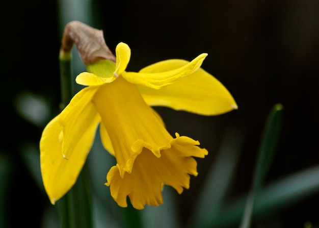 Close-up di un narcisi in fiore all'aperto