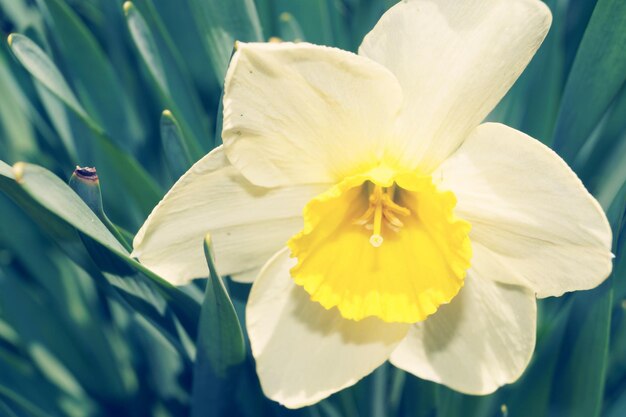 Close-up di un narcisi in fiore all'aperto