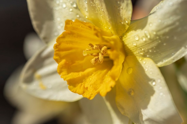 Close-up di un narcisse bagnato