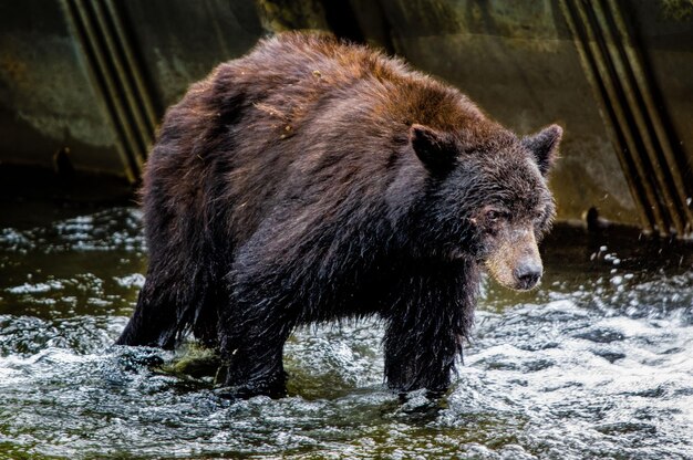 Close-up di un orso bruno che cammina nel fiume