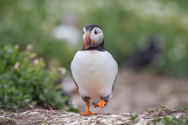 Close-up di un pappagallo che cammina sul campo