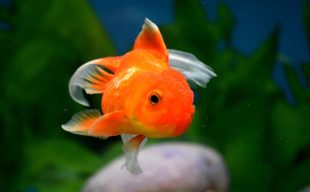 Close-up di un pesce arancione che nuota in acquario