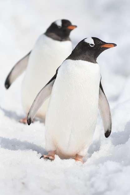Close-up di un pinguino sulla neve