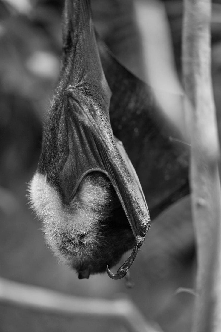 Foto close-up di un pipistrello appeso