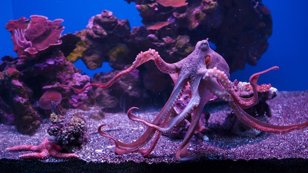 Close-up di un polpo che nuota in un acquario