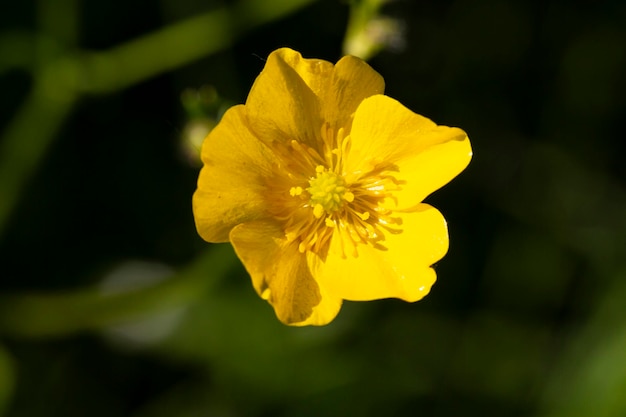 Close up di un prato giallo Buttercup fiore noto anche come un comune gigante o Tall Buttercup è una specie invasiva