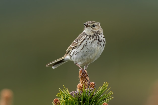 Close-up di un prato pipit in natura