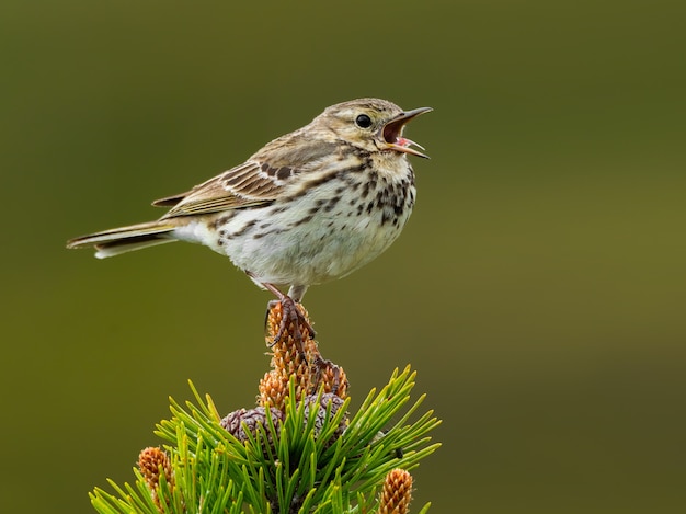 Close-up di un prato pipit in natura