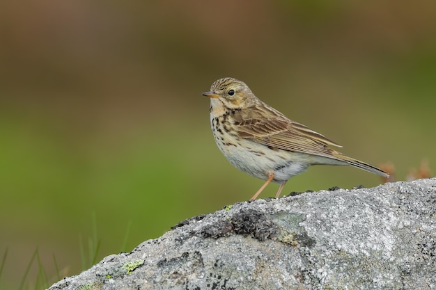 Close-up di un prato pipit in natura