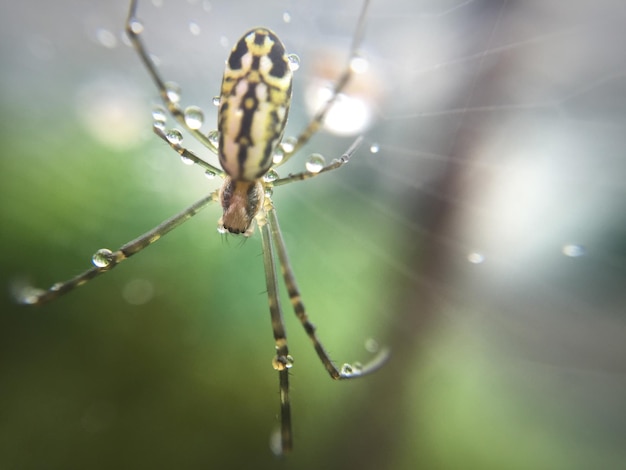 Close-up di un ragno bagnato sulla rete