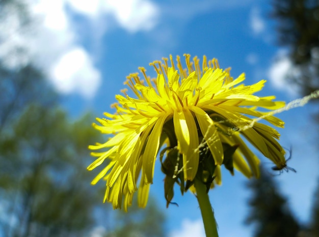 Close-up di un ragno su un fiore giallo