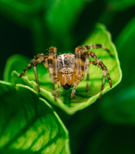 Close-up di un ragno su una foglia