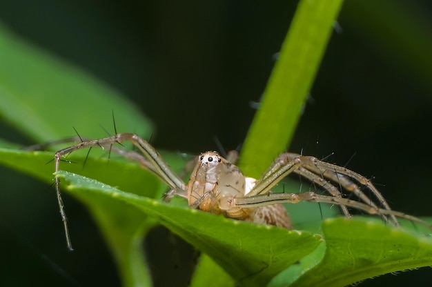 Close-up di un ragno su una foglia