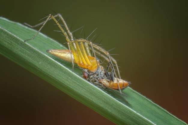 Close-up di un ragno su una foglia