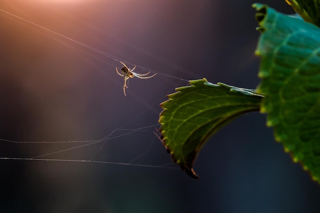 Close-up di un ragno sulla rete sopra una foglia