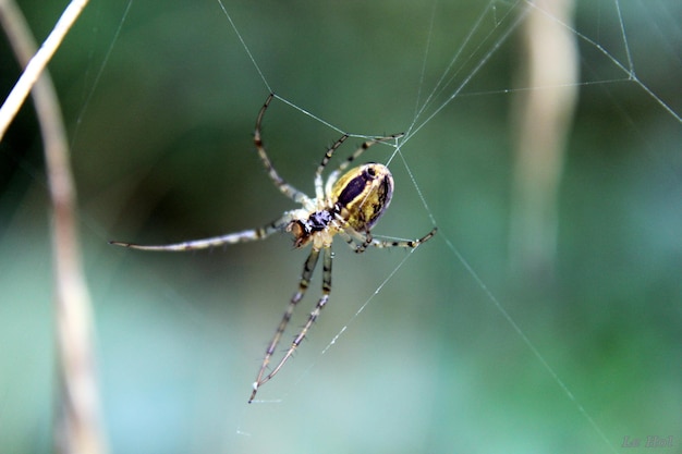 Close-up di un ragno sulla rete