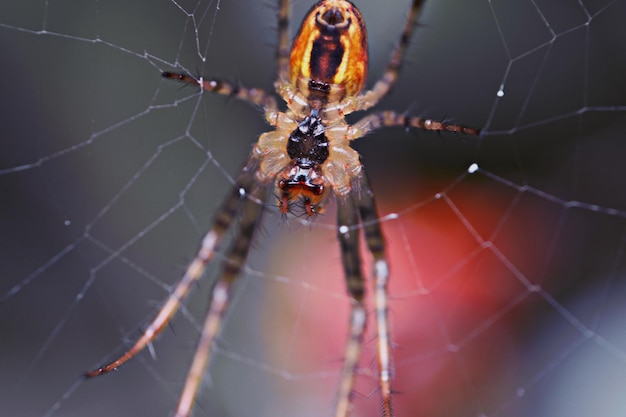 Close-up di un ragno sulla rete