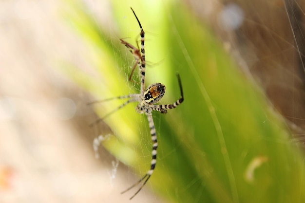 Close-up di un ragno sulla rete