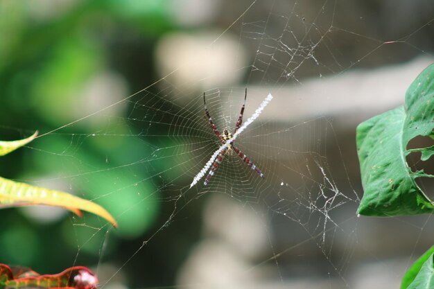 Close-up di un ragno sulla rete