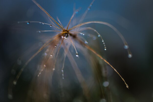 Close-up di un ragno sulla rete