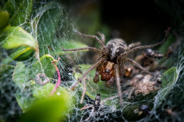 Close-up di un ragno sulla rete